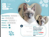 Chaton mâle seal point disponible à l'adoption