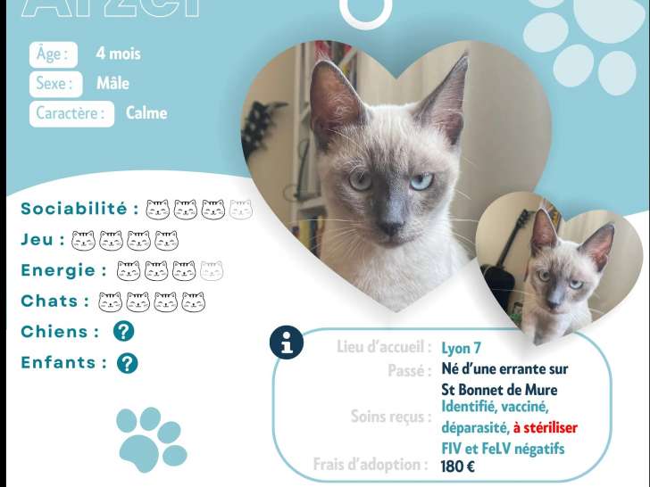 Chaton mâle seal point disponible à l'adoption