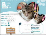 Chaton mâle de 4 mois en attente d'adoption