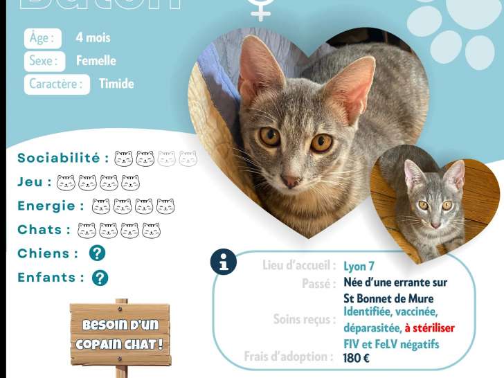 Chatonne tigrée prête pour l’adoption