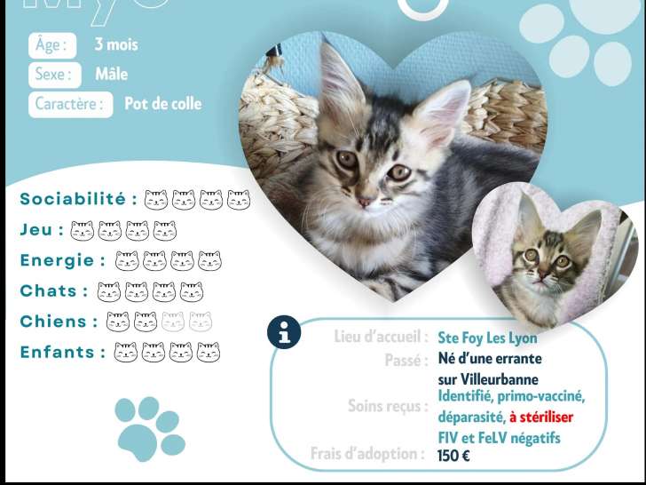 Chaton mâle de 2 mois en attente d’un foyer