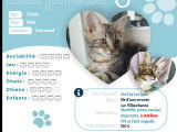 Chaton mâle tigré à accueillir