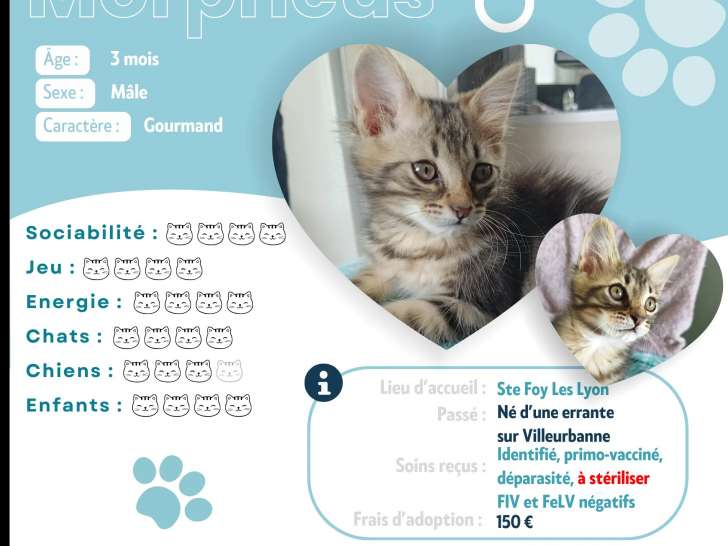 Chaton mâle tigré à accueillir