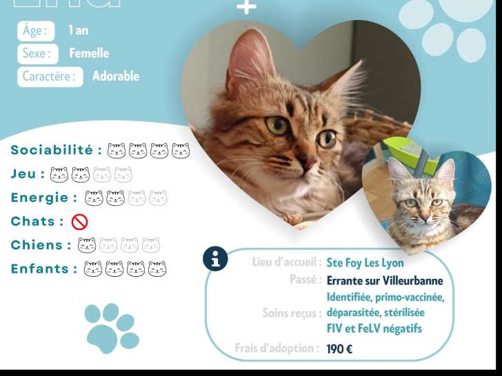 Adoption disponible : chatte tricolore