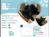 À adopter, chatonne noire