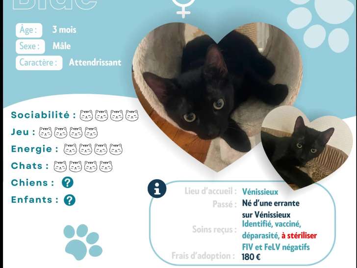 À adopter, chatonne noire