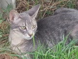 Disponible à l'adoption, chaton mâle tigré gris