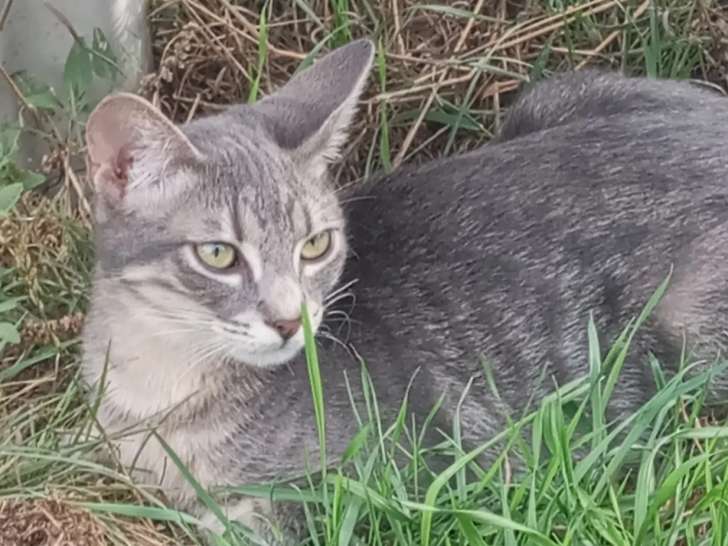 Disponible à l'adoption, chaton mâle tigré gris