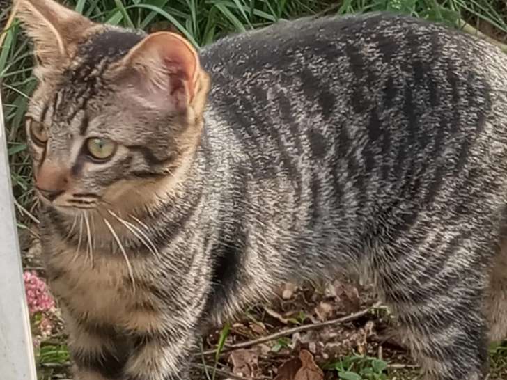 En attente d'adoption, chaton mâle âgé de 3 mois