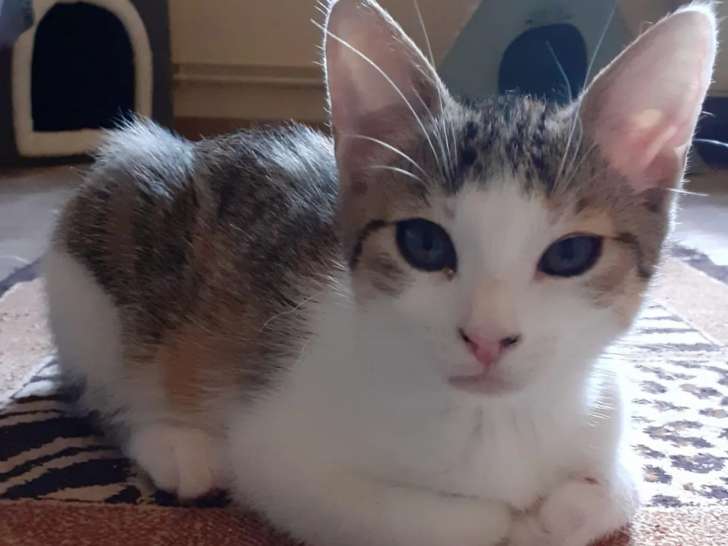 Prêt pour l'adoption, chaton femelle tigré blanc