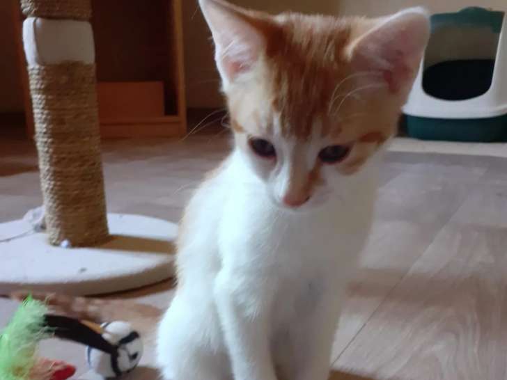 En attente d'un foyer, chaton mâle roux eu blanc