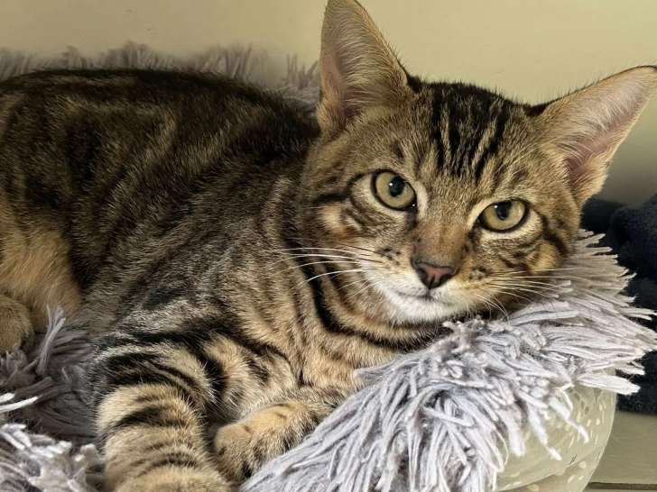 À accueillir, chaton mâle tigré