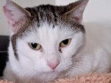 En quête d'une famille, chatte de 7 ans