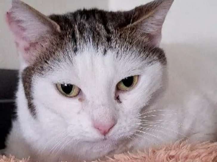En quête d'une famille, chatte de 7 ans