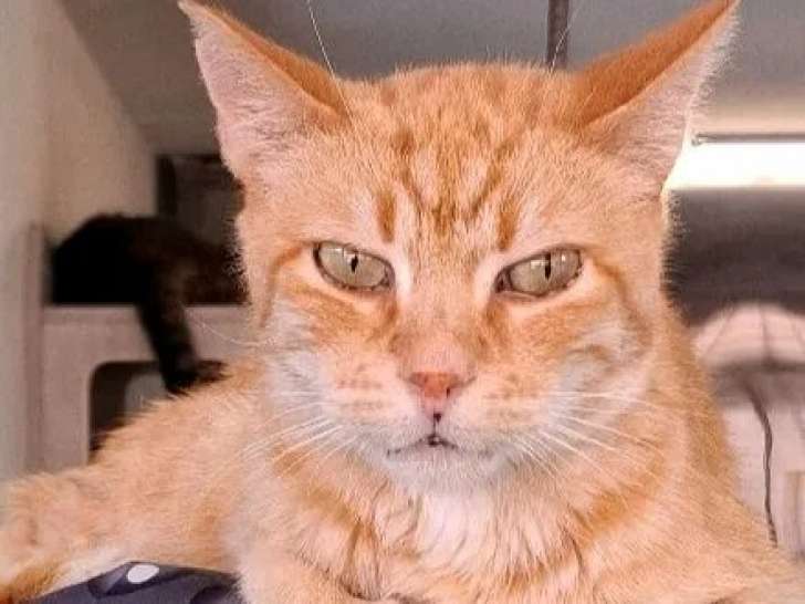 Adoption disponible : chat tigré roux