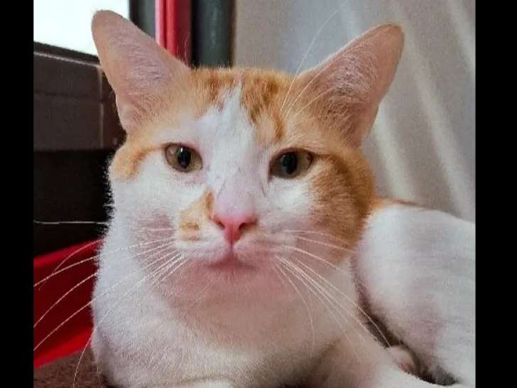 À la recherche d'un foyer, chats de 2 ans
