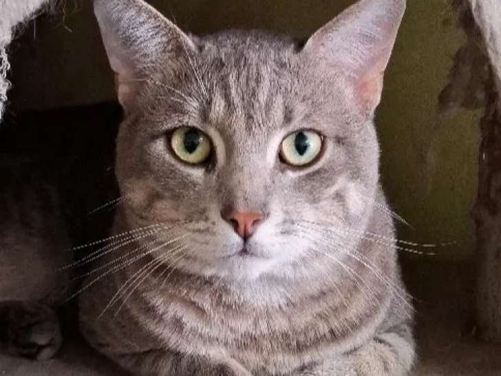 À adopter : chat âgé d'un an