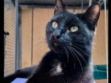 Disponible à l'adoption : chatte noire
