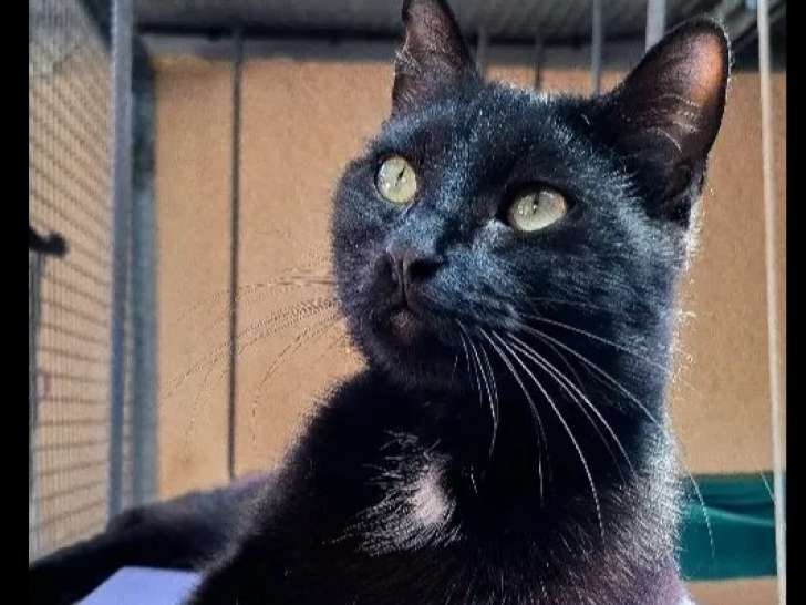 Disponible à l'adoption : chatte noire