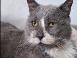 En attente d'adoption : chat gris et blanc
