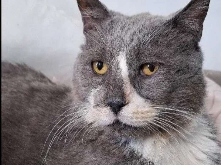 En attente d'adoption : chat gris et blanc