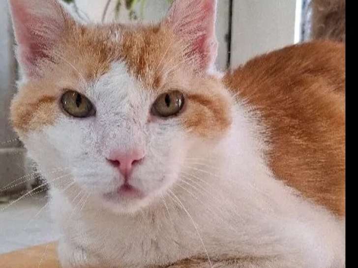 Prêt pour l'adoption : chat âgé de 10 ans