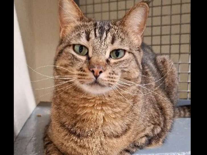 En attente d'une famille : chat au pelage tigré