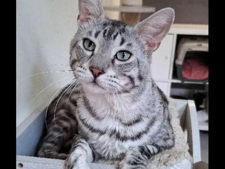 À accueillir : chat tigré gris
