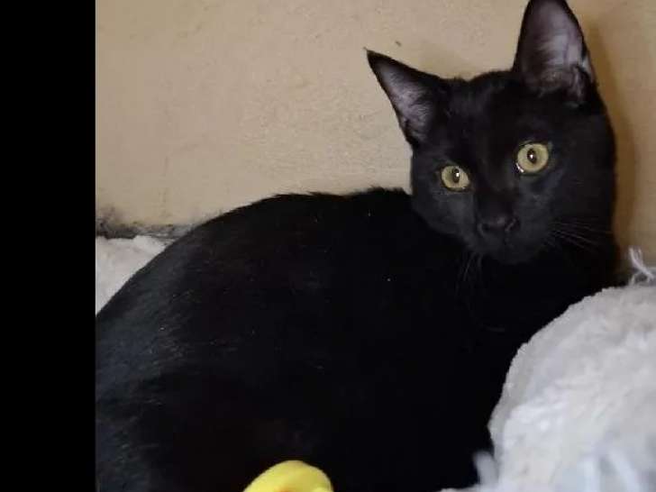 En quête d’une famille : chatonnes de 4 mois