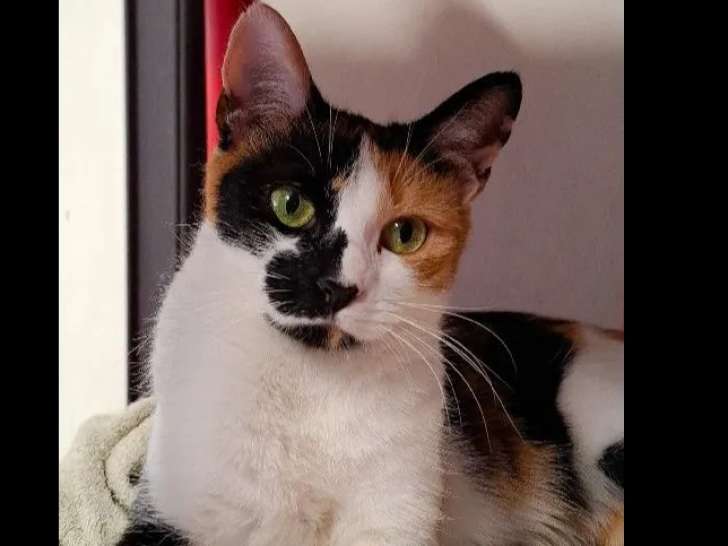 Adoption disponible : chatte de 2 ans