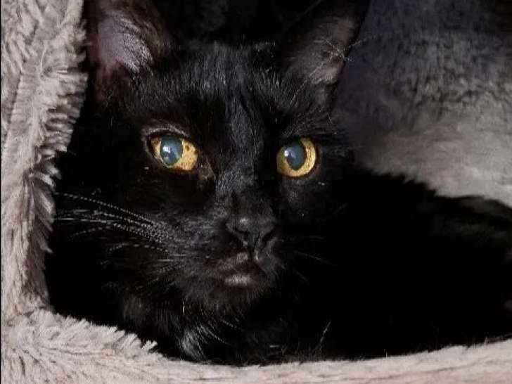 À la recherche d’une famille : chat au pelage noir