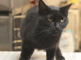 Chat âgé de 3 ans disponible à l'adoption