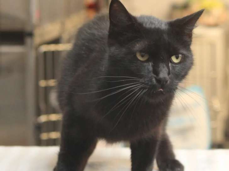Chat âgé de 3 ans disponible à l'adoption