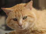 Chat de 8 ans en attente d'adoption
