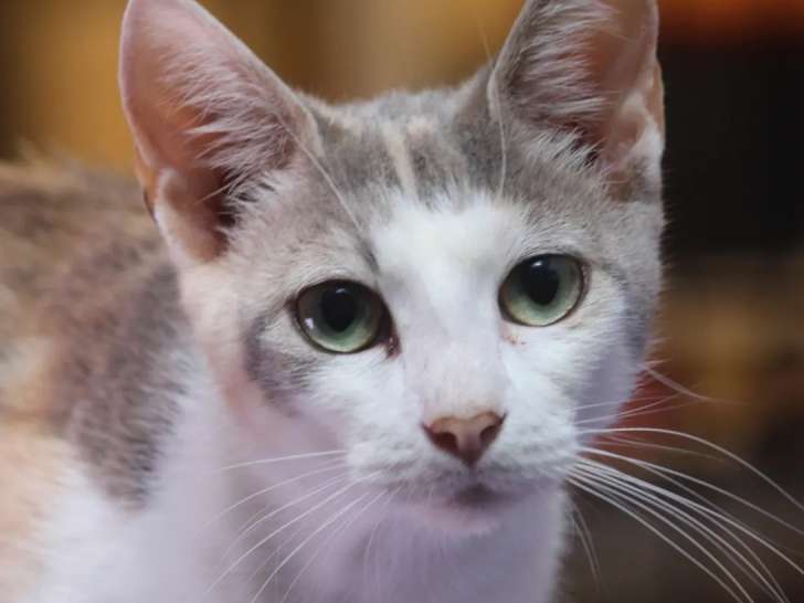 Chatte tricolore prête pour l’adoption