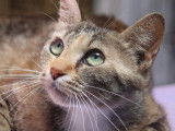 Chatte d’un an en attente d’une famille