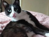 Chat noir et blanc à accueillir
