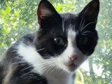 Chat noir et blanc à accueillir