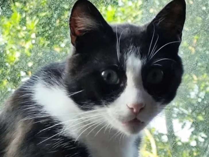 Chat noir et blanc à accueillir