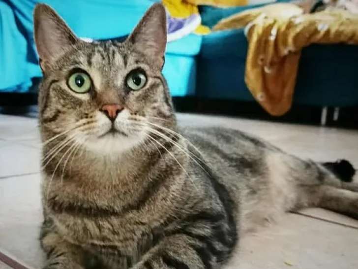 Chat tigré gris en quête d’une famille