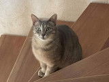 Adoption disponible : chat âgé de 3 ans