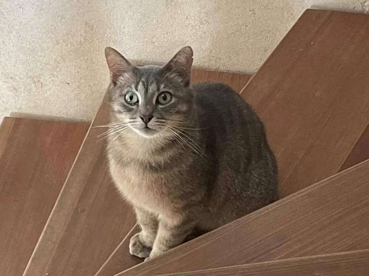 Adoption disponible : chat âgé de 3 ans