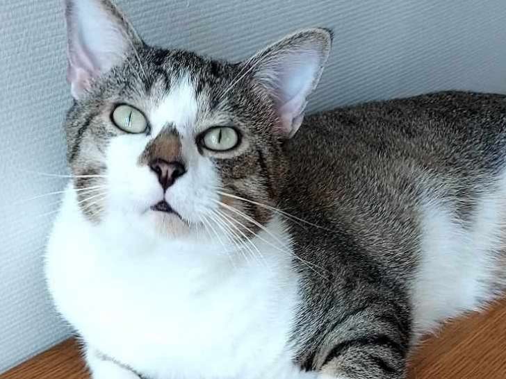 Chat tigré blanc à la recherche d'un foyer