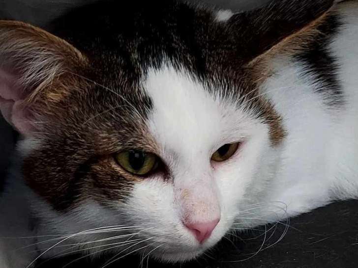 À adopter, chat âgé de 4 ans