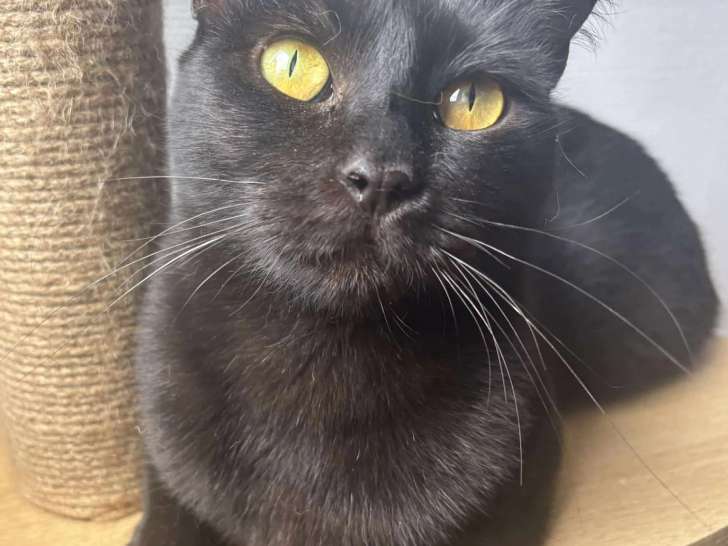 Disponible à l'adoption, chatte noire