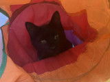 Disponible à l'adoption, chatte noire