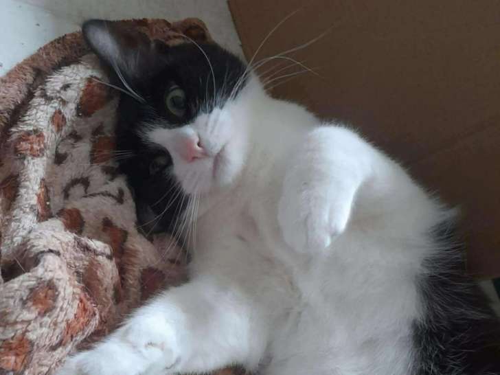 En attente d'adoption, chatte noire et blanche