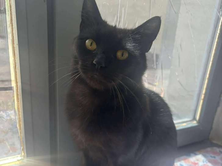 Prête pour l’adoption, chatonne de 8 mois