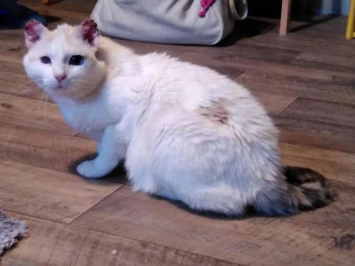 En attente d’une famille, chatte marron et blanche
