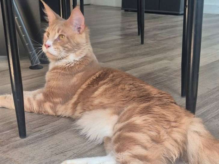 1 chaton mâle Maine Coon LOOF à vendre